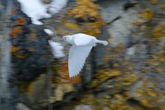 06E Snow Petrel Flies By The Lichen Covered Rocks At Paradise Harbour Near Brown Station From Zodiac On Quark Expeditions Antarctica Cruise.jpg